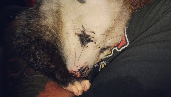 беременный опоссум льнет к людям которые спасли ее детенышей