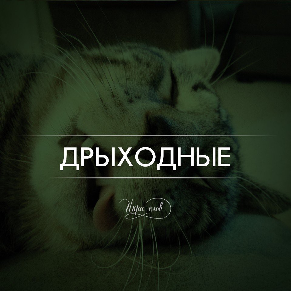 кот игра слов. кот игра слов. котенок с купюрой. игра слов кот. каламбуры со словом кот.