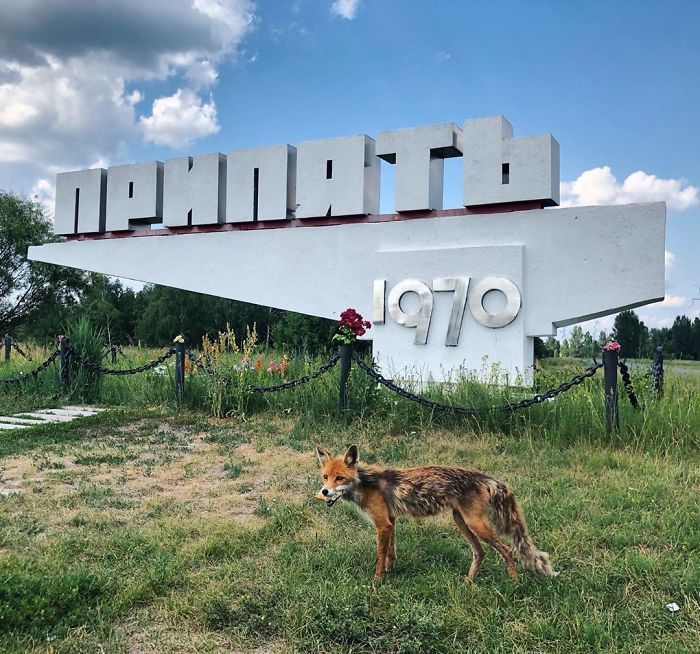 18 фото о том, что в Чернобыле природа взяла верх над цивилизацией