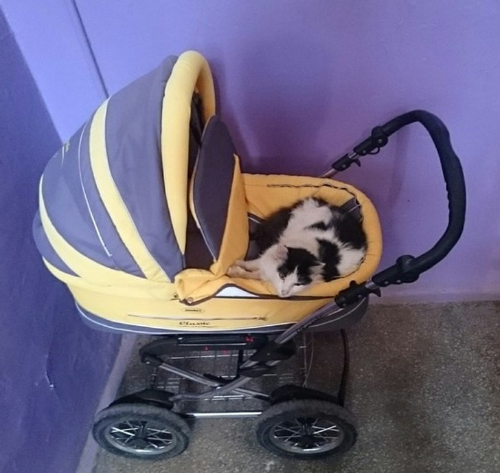 20 котиков, которые могли бы вести себя по-нормальному, но зачем, если их и так любят? 20 котиков, которые могли бы вести себя по-нормальному, но зачем, если их и так любят?