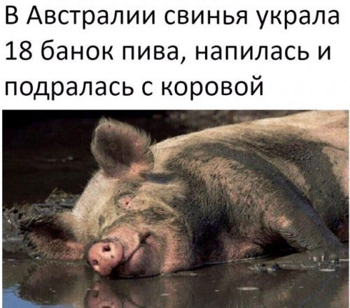 Прикольные картинки на каждый день 