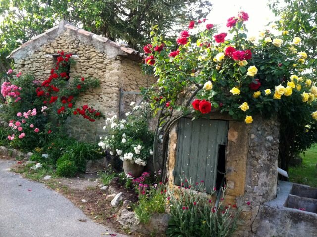 В прованском саду обычно используют почвопокровные и плетистые розы. © ladolcevitacalifornia  
