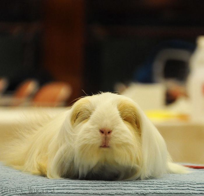 Long-haired-guinea-pigs