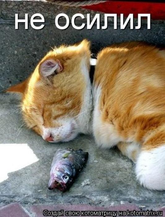 Устал, как собака? Отдохни, как кошка! Устал, как собака? Отдохни, как кошка!