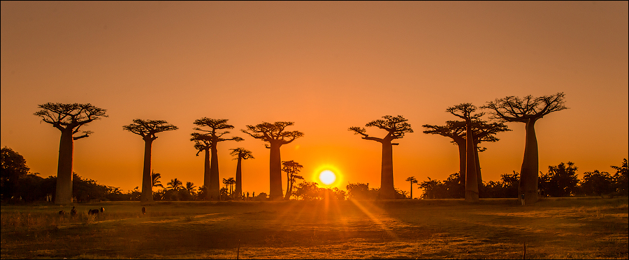 Avenue of the Baobab / Аллея Баобабов