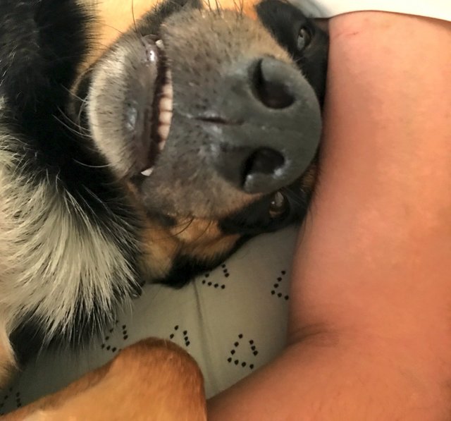 dog-fakes-sick1