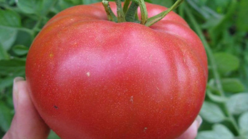 помидор самые лучшие сорта