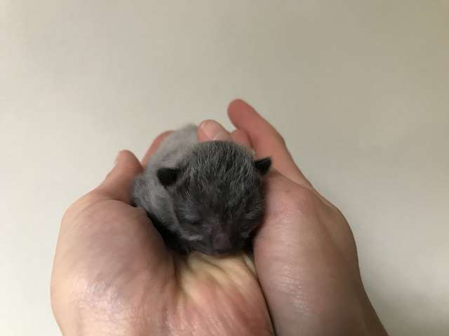 спасение брошенного котенка котенок в руках