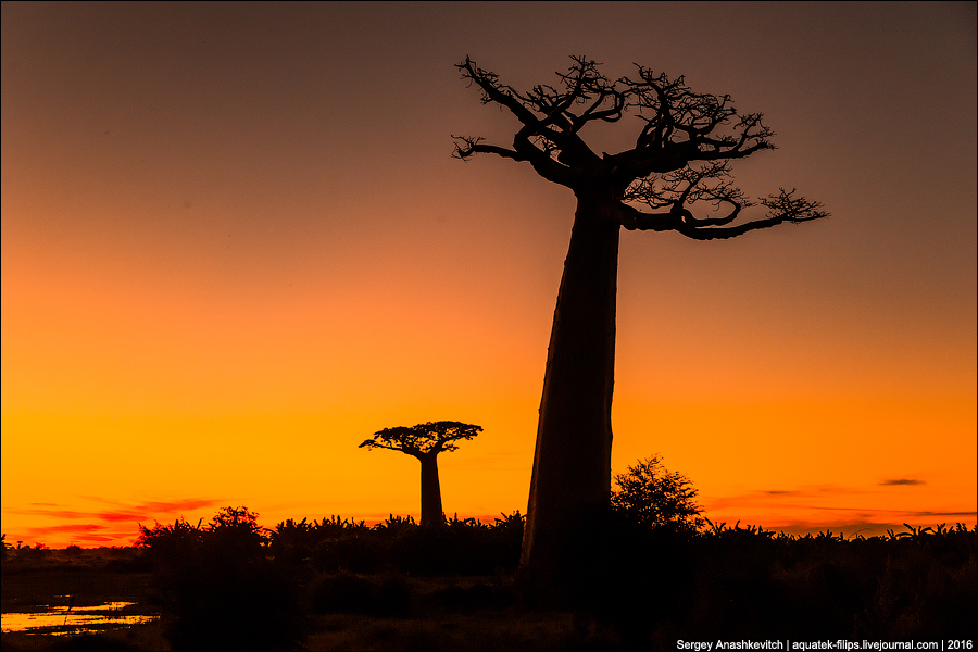 Avenue of the Baobab / Аллея Баобабов