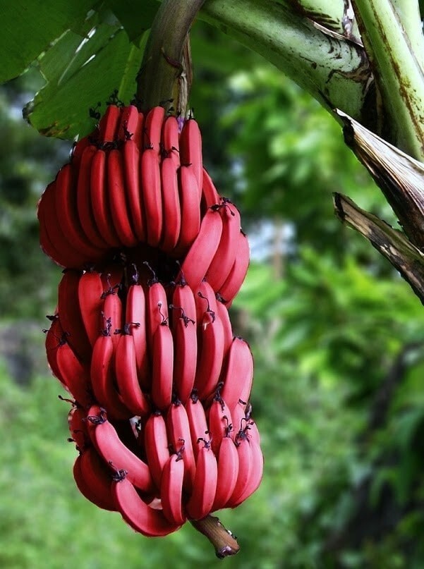 12 причудливых видов бананов, которые поразят своим цветом и вкусом бананы, банан, Однако, приятный, который, внешне, которые, равно, ingens, Бальбиса, бананов, могут, сантиметров, почти, вкусу, можно, сладкий, Плоды, вкусны, получится