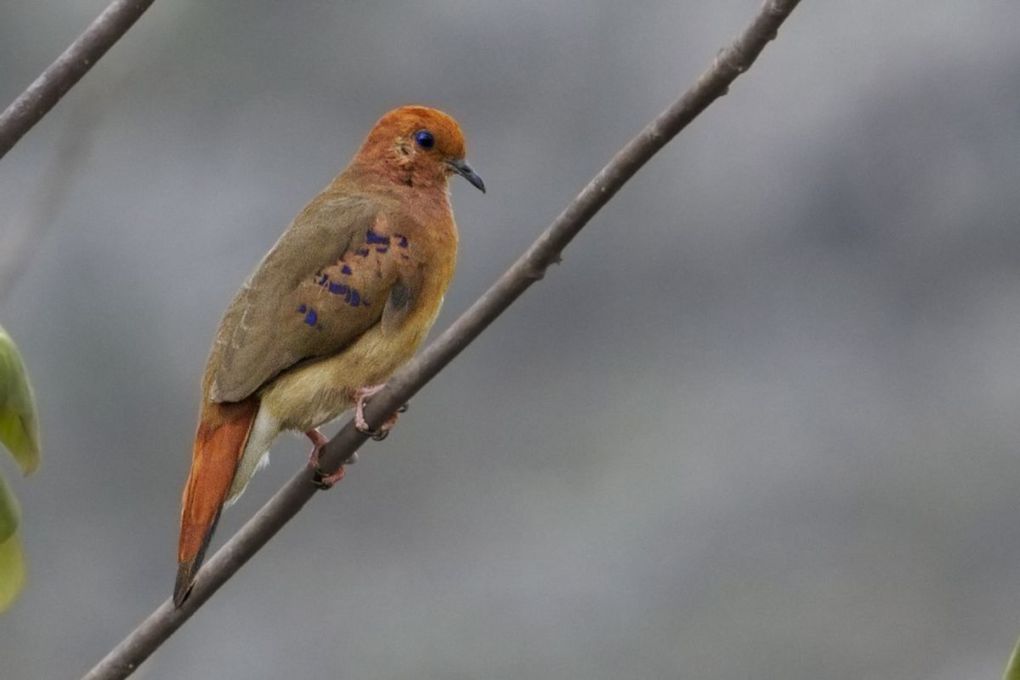 Голубоглазая земляная горлица (лат. Columbina cyanopis)