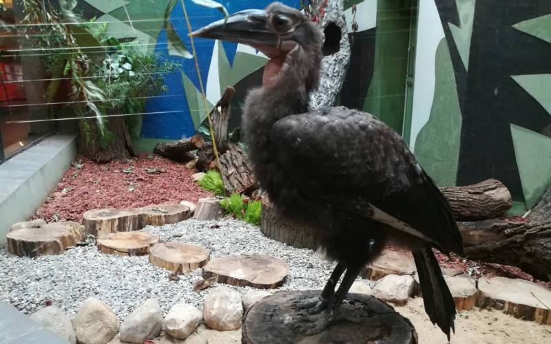 В Московском зоопарке впервые вылупился птенец кафрского рогатого ворона