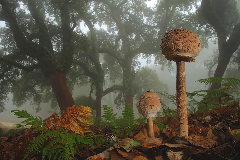9. Lepiota Лепиота шероховатая. грибы, интересное, фото