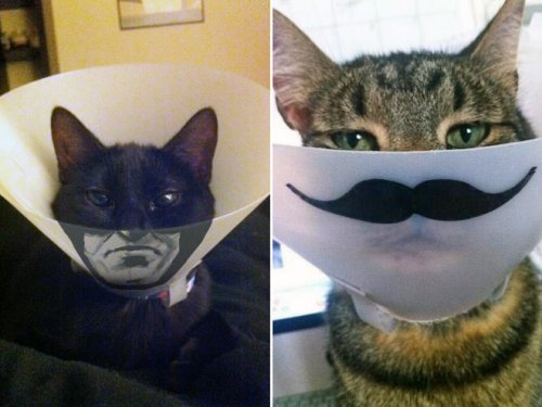 Смешные кошки и собаки в медицинских конусах животные,собаки,юмор и курьезы