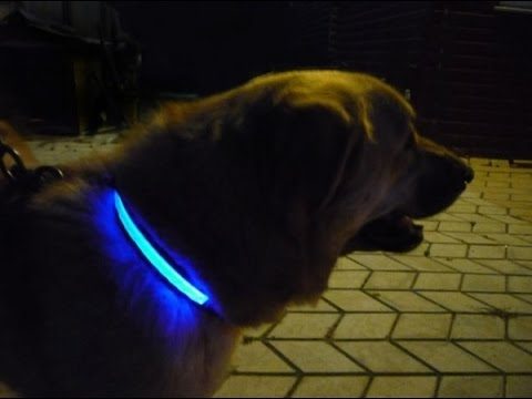 Ошейник с подсветкой для выгула собаки в темноте мастер-класс,поделки