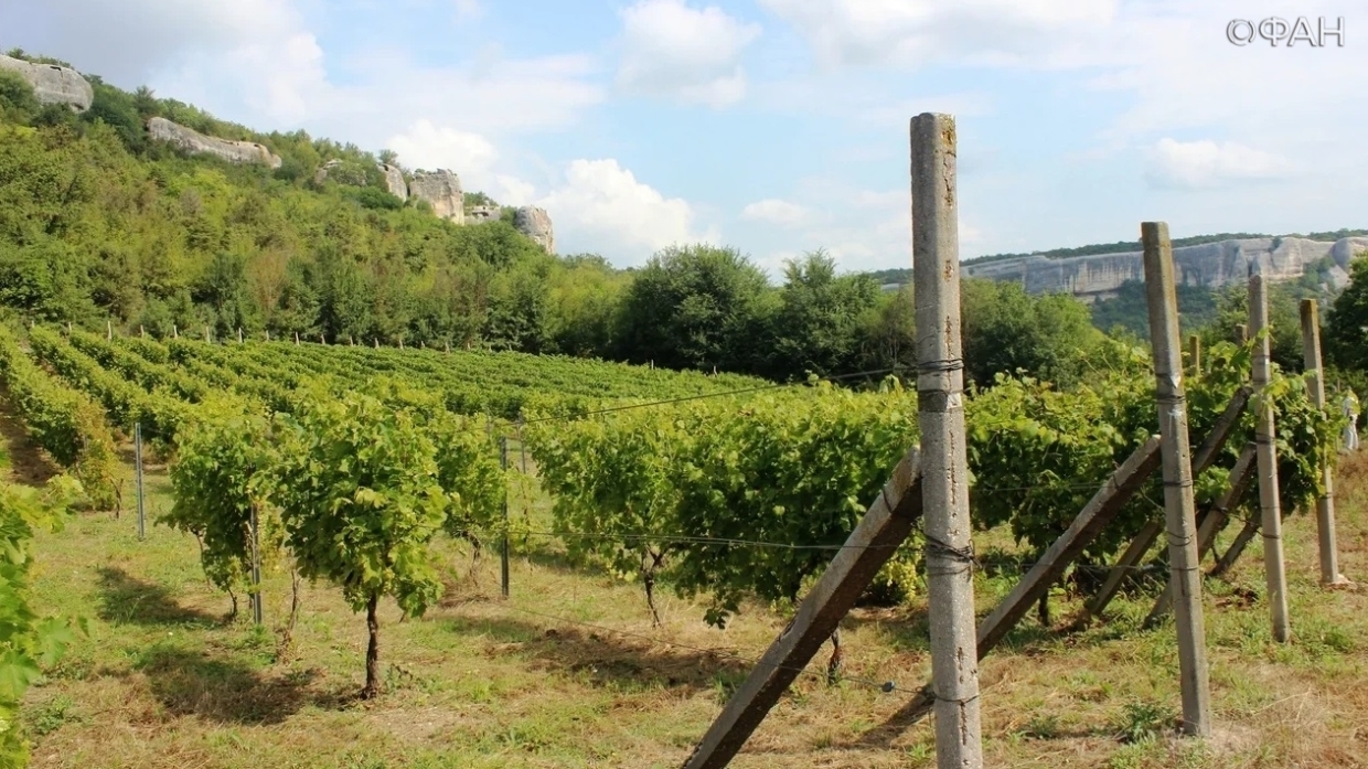 Ученый Потанин рассказал о развитии виноградарства в Крыму и России в целом Ученый Потанин рассказал о развитии виноградарства в Крыму и России в целом Общество