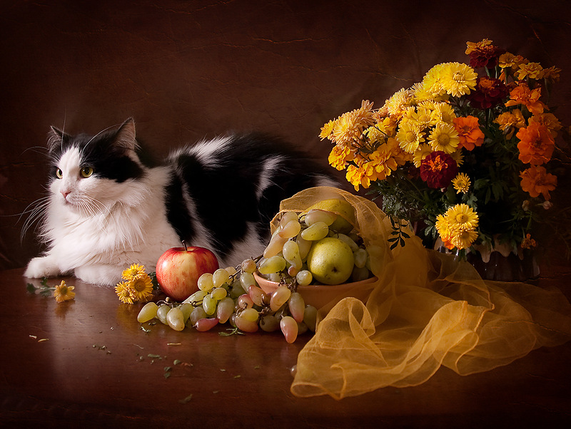 NewPix.ru - Кошка — магическое животное ..