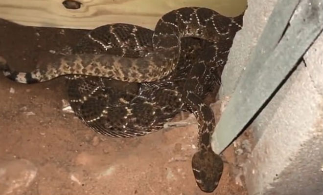 Гнездо 45 гремучих змей под обычным домом животные