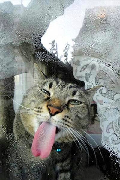 НЕфотогеничные кошки... Да, да, и такие бывают!