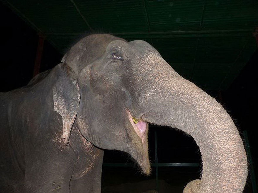 Картинки по запросу Когда его спасли после 50 лет мучений, слон заплакал
