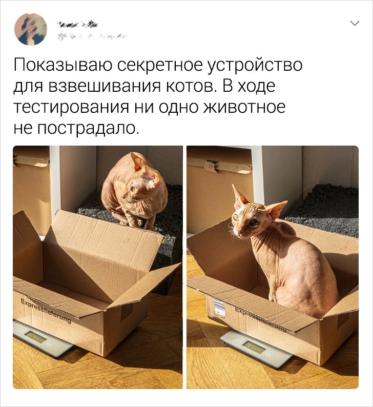 Без кота и жизнь не та Без кота и жизнь не та спасет, животное, спасёт, припёрсси , такую, свободу , хочет , режут, рядом, Потому, слезами , Горькими, плачет , Котэматрёшка Кот, лапки , пострадало , взгляда , планету , последний, Любовь