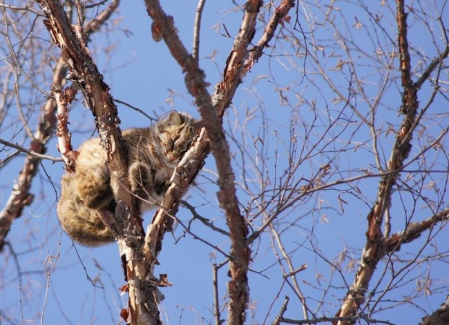март, коты прилетели