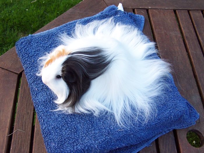 Long-haired-guinea-pigs