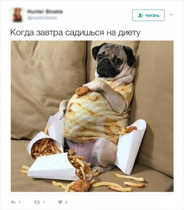 Картинки Приколы Диеты. Приколы про похудения и диеты