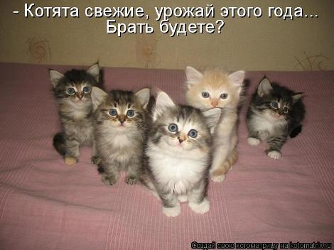 смешные фото с маленькими котятами