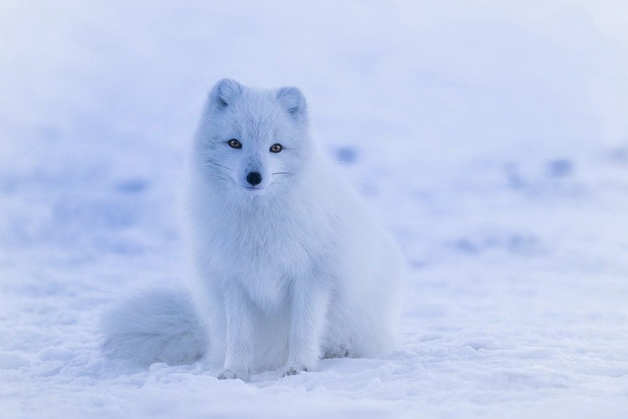 Arctic-Fox-Snow