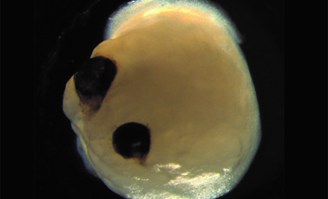 Ученые работали над созданием искусственного мозга и заметили, что он вырастил глаза и различает свет Культура