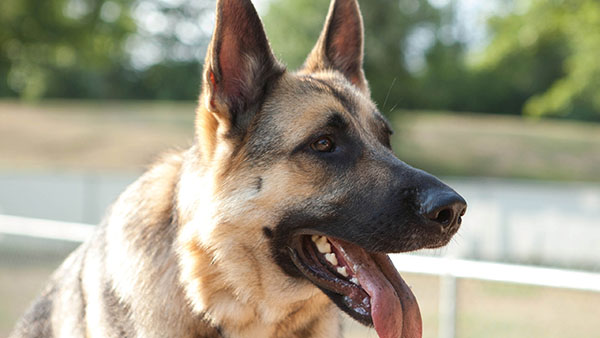 Как собаки понимают человека