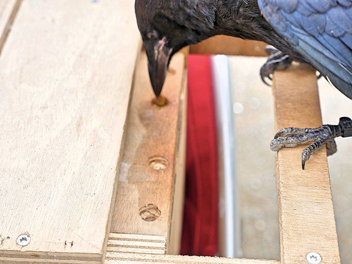На птичьих правах: в одном из парков Франции трудятся грачи животные