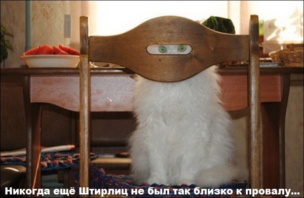 ЖИЗНЬ ЖИВОТНЫХ  Сначала, милота, настроения             , жизненные, ситуации                                                               