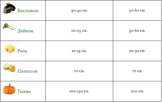 На каком расстоянии сажать кабачки в открытый грунт друг от друга семена схема