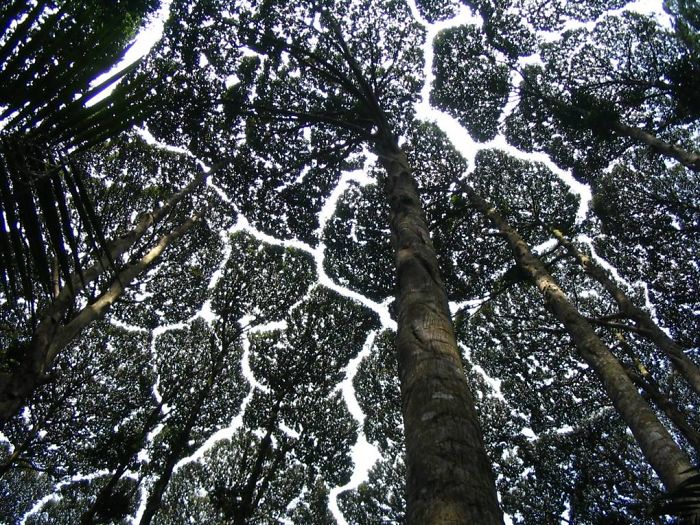 Crown Shyness Trees