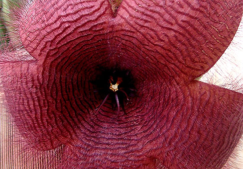 Стапелия (Stapelia) Стапелия (Stapelia)