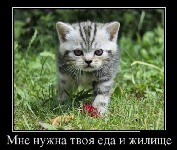 Больше всех Чёрную Пятницу ждал Робинзон Крузо — картинки прикольные смешные с надписями