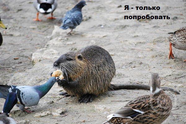 ЖИЗНЬ ЖИВОТНЫХ  Сначала, милота, настроения             , жизненные, ситуации                                                               