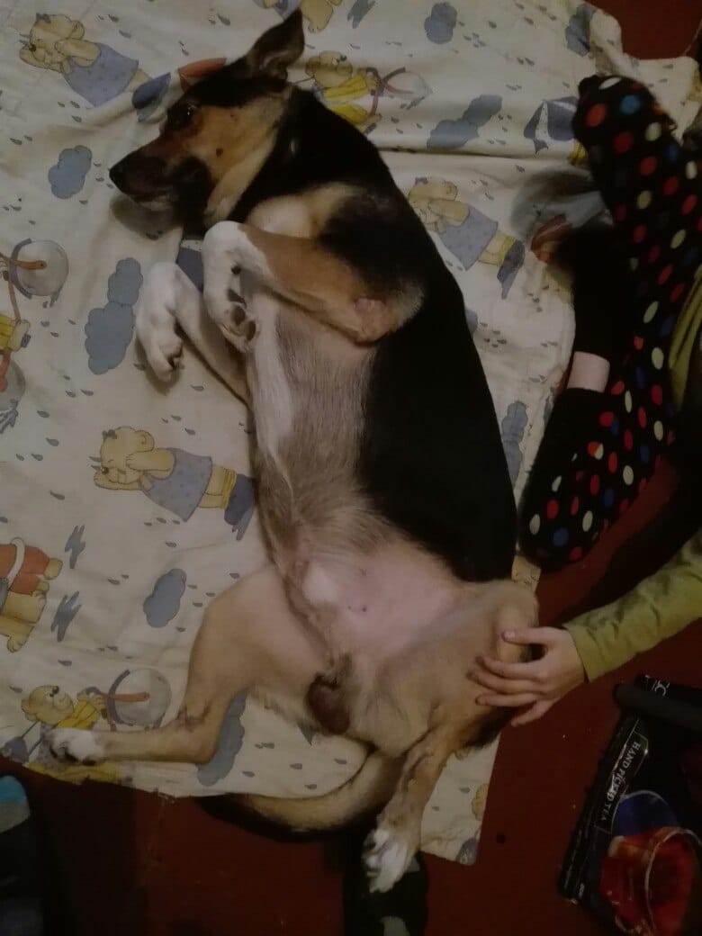 пес на кровати