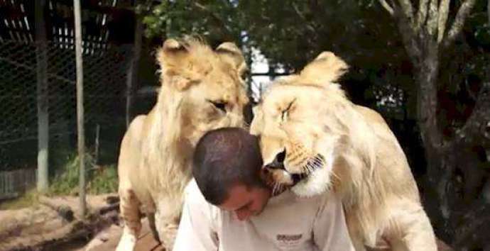 большие кошки ведут себя, как маленькие