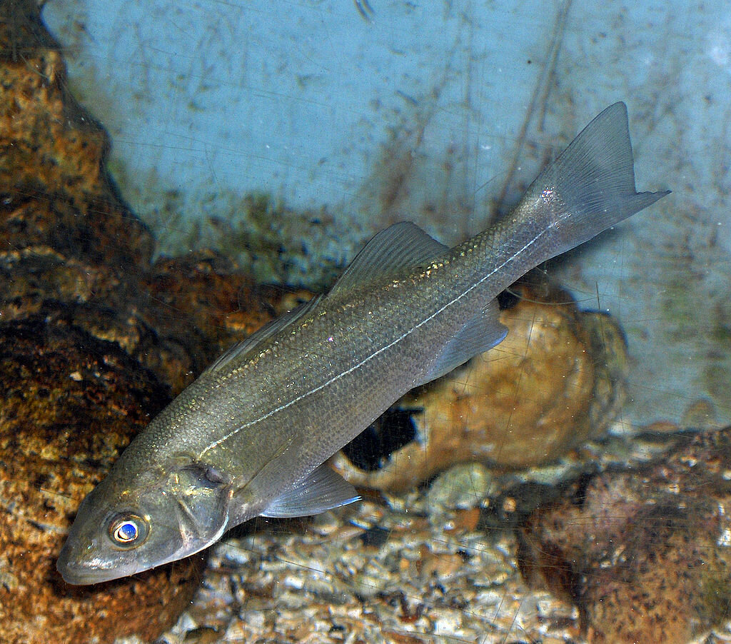 Обыкновенный лаврак – один из немногих видов, что смогли забраться в Красное море.