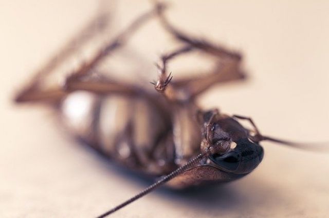 Нежданные гости. Какие насекомые могут завестись дома и как их вытравить? вредители,грызуны,г,Санкт-Петербург [1414662],насекомые,полезные советы