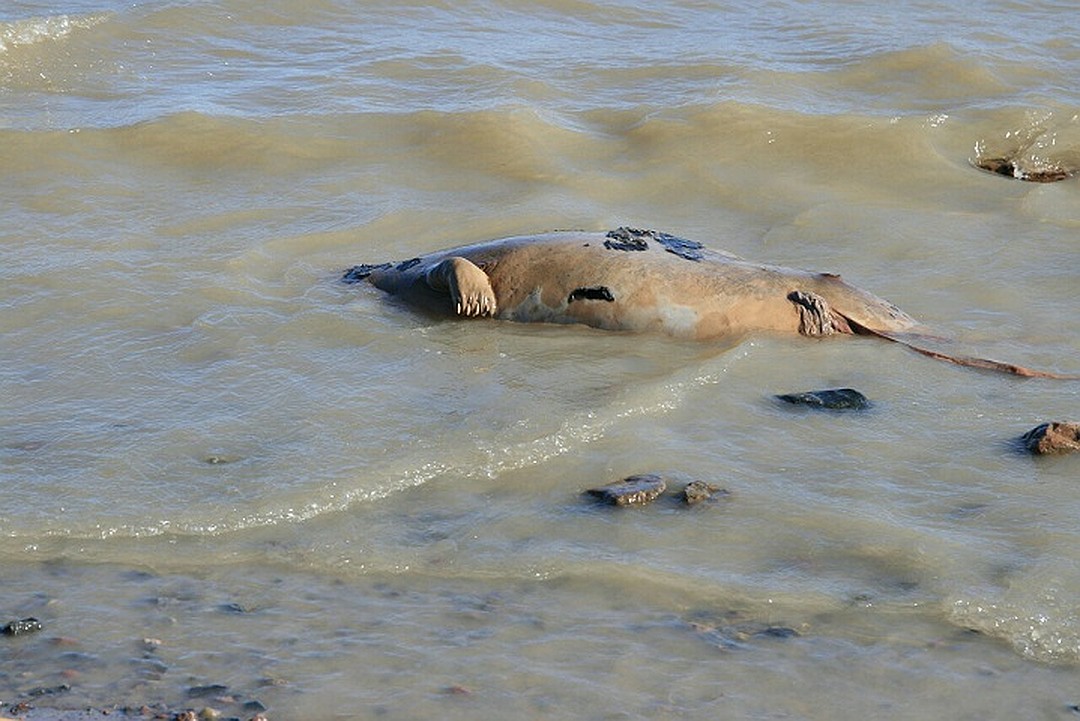 14 апреля обнаружили мёртвого тюленя в районе яхт-клуба "Кошкинский фарватер" на Ладожском озере Фото: СОЦСЕТИ