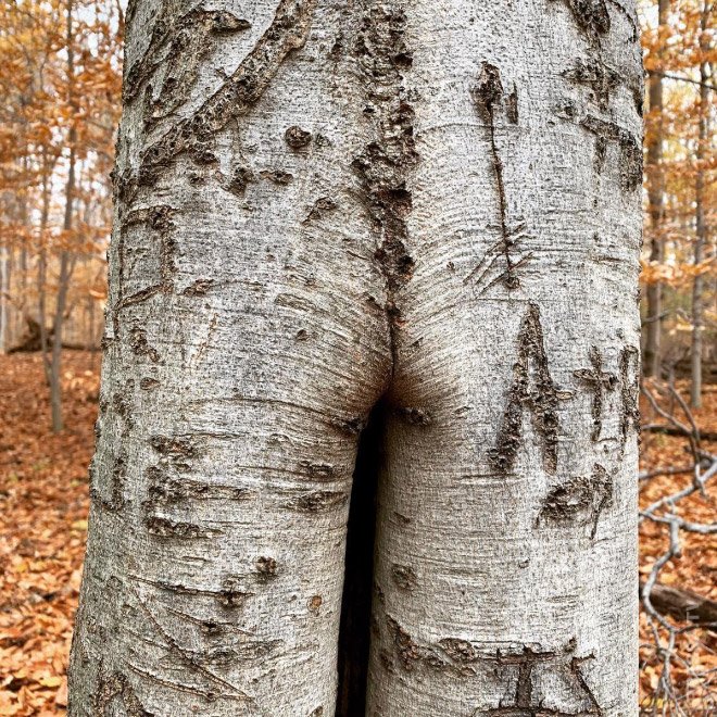 Прикольные деревья, которые выглядят, как человеческие тела 