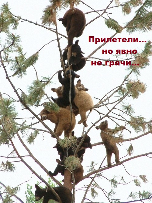 ЖИЗНЬ ЖИВОТНЫХ  Сначала, милота, настроения             , жизненные, ситуации                                                               