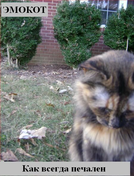 Зверьё моё... веселые картинки,животные,позитив,Смешные животные