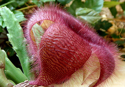 Стапелия (Stapelia) Стапелия (Stapelia)