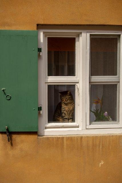 Как Ватикан с кошками боролся приколы,смешные картинки,угарные фотки,фото приколы