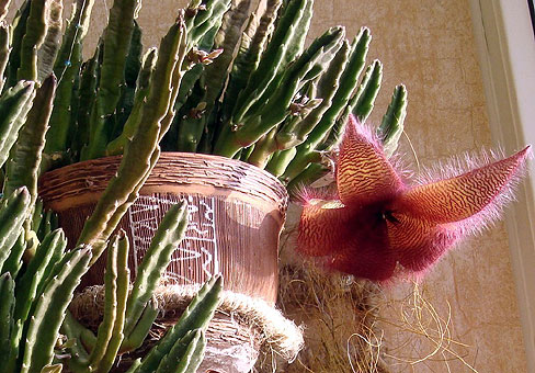 Стапелия (Stapelia) Стапелия (Stapelia)